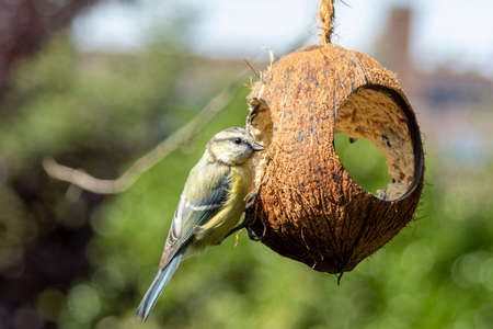 Parus caeruleus, young blue tit sits on a hollowed-out coconut filled with bird food and fat, outdoorsの写真素材