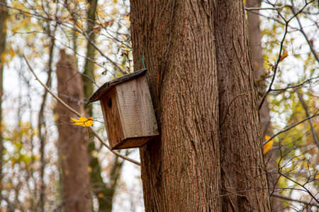 wooden birdhouse on a tree in a forest, autumn