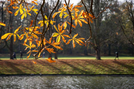people walking in a park, focus on the foreground foliage, blurred background, autumn colors, outdoorsの写真素材