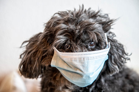 tibet terrier mix dog, portrait shot with a dog wearing a face mask, corona protectionの写真素材