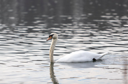 white swan swimming in lake in a parkの写真素材
