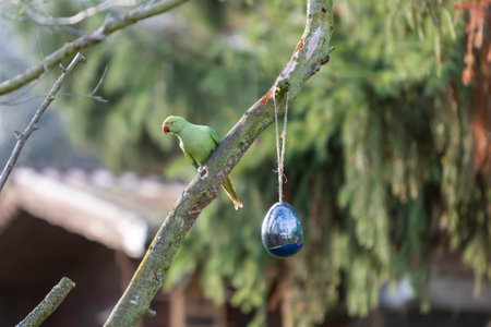 ring-necked parakeet sitting on a tree near a bird feeder, Psittacula krameriの写真素材