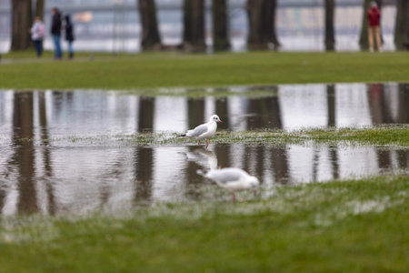 Cologne, NRW, Germany, 02 07 2021, seagulls walking on grassland flooded by high water from flood of rhine riverの写真素材