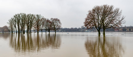 trees at winter time standing in high water, flood of rhine river at Cologne, reflection in waterの写真素材