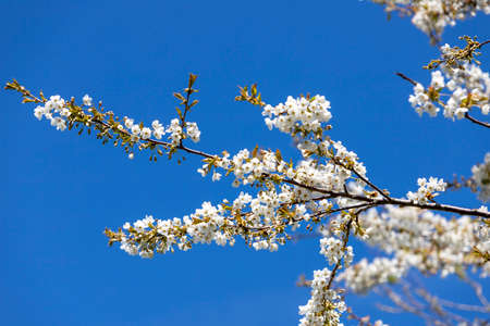 Cherry tree blossom, close-op of a tree trunk, blue sky as background