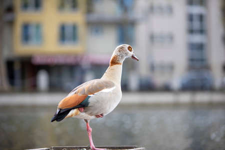 Alopochen aegyptiaca, egyption goose at a lake in the cityの写真素材