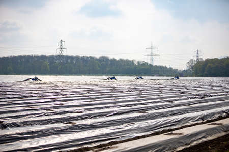 Asparagus field with rows covered with plastic. people hrvesting asparagus, machine lifts plasticの写真素材