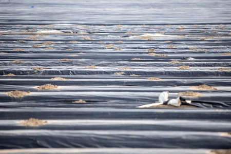 Asparagus field with rows covered with plasticの写真素材