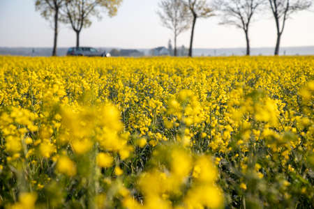 Brassica napus, flowering field of rapeseed, row of trees and a car in the backgroundの写真素材