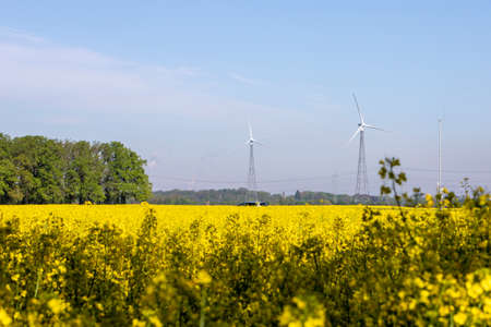 rapeseed field and wind generator in the backgroundの写真素材