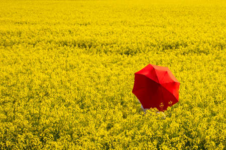 woman with red umbrella standing an a yellow rapeseed fieldの写真素材