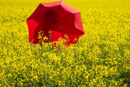 woman with red umbrella standing an a yellow rapeseed fieldの写真素材