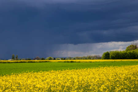 Brassica napus, rain cloud over a rapeseed field, landscapeの写真素材