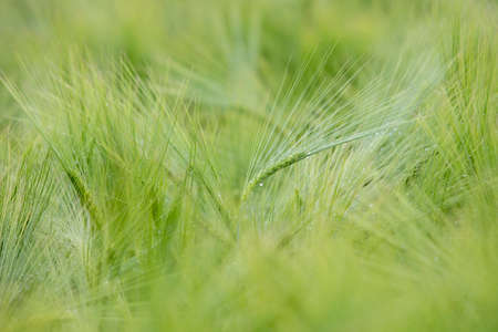 wheat field, close-up of the surfaceの写真素材
