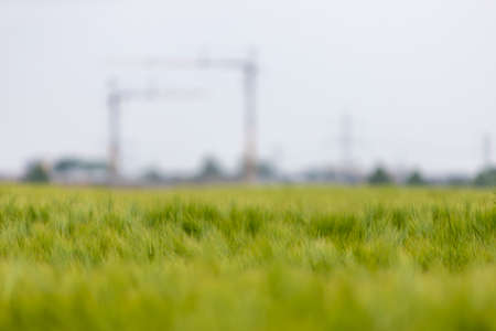 young wheat plants in the foreground, bokeh background with silhouette of construction cranesの写真素材