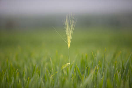 wheat field, close-up of the surface