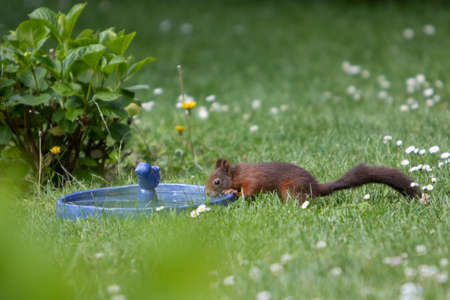 brown squirrel drinking water from a bird bathの写真素材