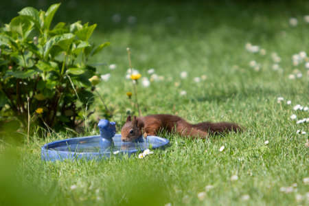 brown squirrel drinking water from a bird bathの写真素材