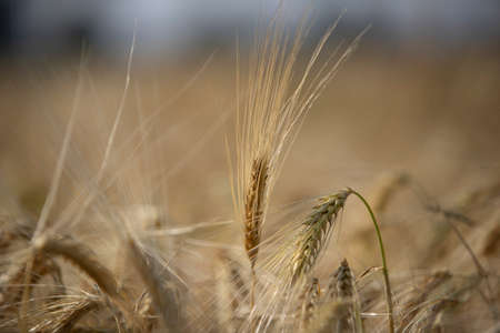 wheat field, close-up of the surface, cloudy sky