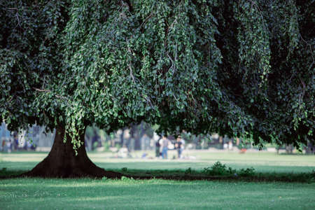 tree in a park, people in the backgroundの写真素材