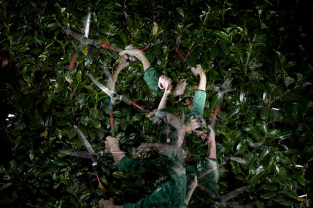 man is cutting a hedge in the dark, several positions of the hedge scissorの写真素材