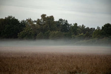 abstract, landscape with field and forest in the morning mistの写真素材