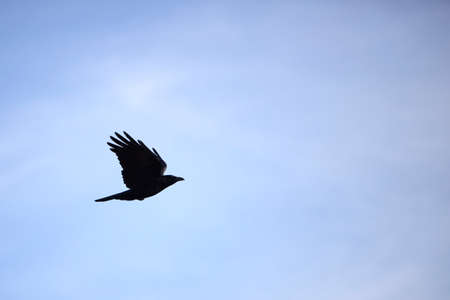 black raven silhouette on blue sky backgroundの写真素材
