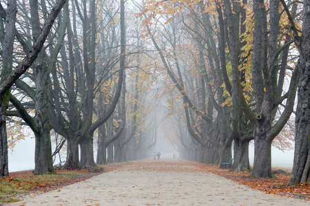 avenue of old trees in a park, foggy weatherの写真素材