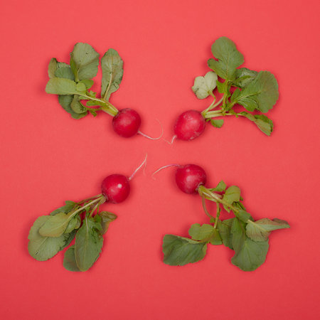 raw radishes with leaves on red backgroundの写真素材