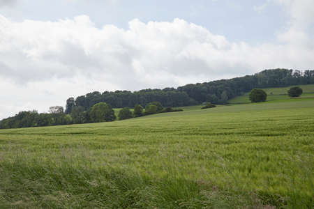 agriculture wheat field with young plants, hills with trees in the backgroundの写真素材
