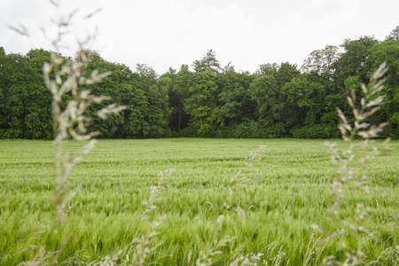 wheat field with trees in the backgroundの写真素材