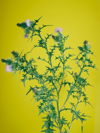 Arctium lappa on yellow background, copy spaceの写真素材