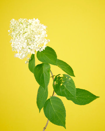 flower of a panicle hydrangea with leaves on the stem, yellow background