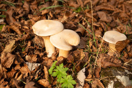 Wild mushrooms on the forest floor in the Swiss Jura montainsの写真素材
