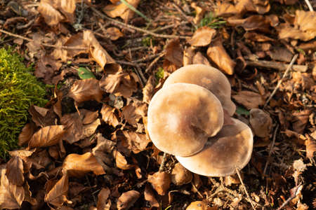 Wild mushrooms on the forest floor in the Swiss Jura montainsの写真素材