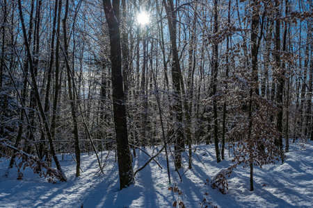 Beautiful snowy winter forest in the sunlightの写真素材
