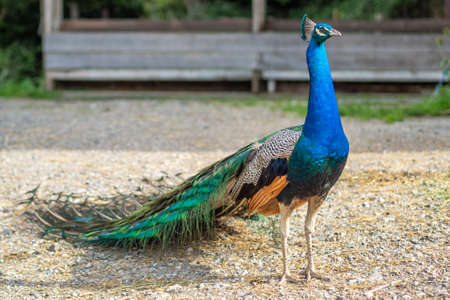 A peacock with beautiful colours on a farmの写真素材
