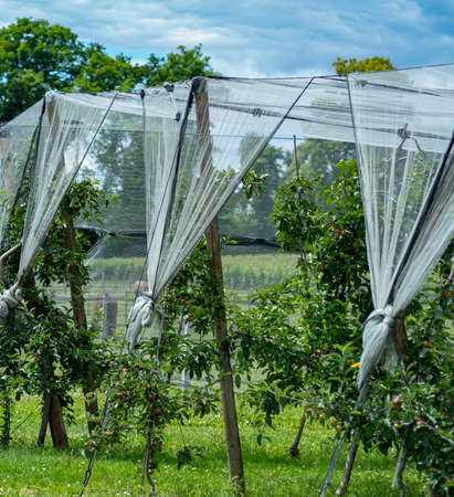 Fruit growing agriculture in the region of Geneva, Switzerlandの写真素材