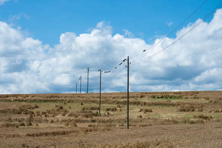 Swiss scenery of a cornfield colored golden with a crossing power lineの写真素材