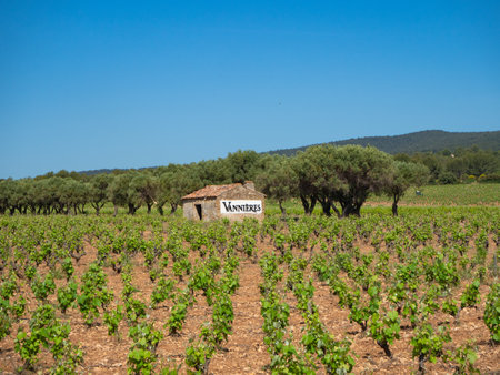 La Cadiere dAzur, France - May 17th 2022: A vineyard in the hillsのeditorial素材