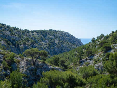 Calanques, France: A big pine tree in very rough, rocky terrainの写真素材