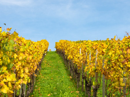Weinfelden, Switzerland - Rows of grapevines in autumnal colours under the blue skyの写真素材