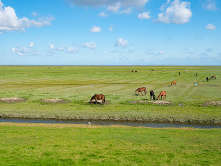 Groningen, Netherlands - August 9th 2023: Horses grazing in the marshland of the North Sea coastal zoneの写真素材