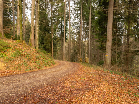 Cantone St.Gallen, Switzerland - January 1st 2024: A dirt road leading through a sunlit forestの写真素材