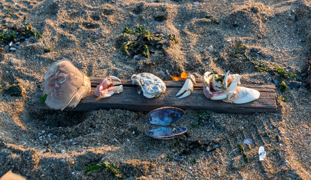 Mussels at beach on piece of wood