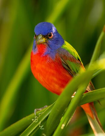 Painted bunting