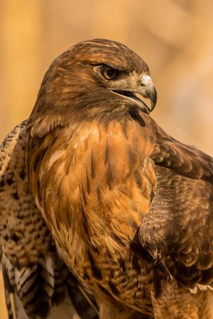 Red-tailed hawk posingの素材 [FY310132135922]