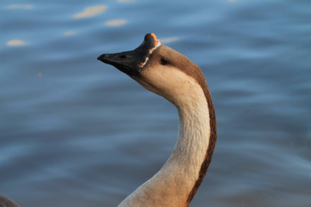 Canadian Gooseの写真素材