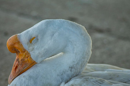 The White Gooseの写真素材