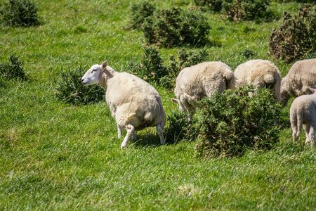 Sheep piss in green grass in New Zealand.